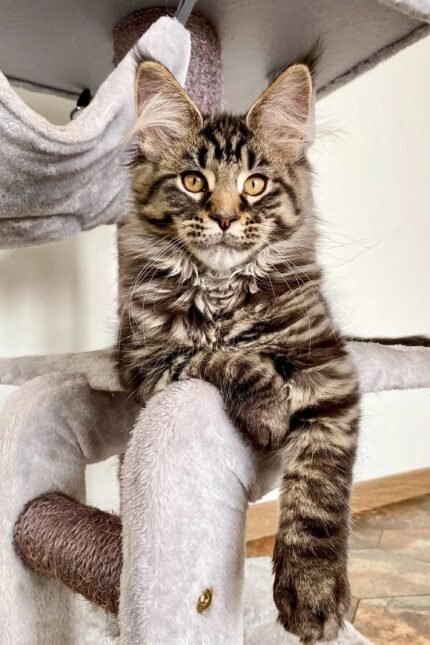 Ingrid | Maine Coon Kitten