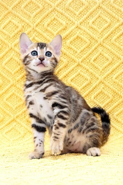 Inverness | Bengal Kitten