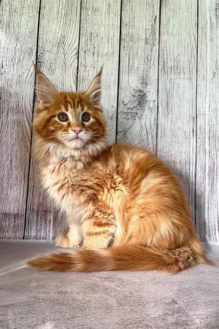 Iris | Maine Coon Kitten