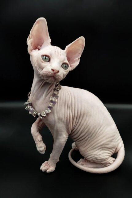 Iris | Sphynx Kitten