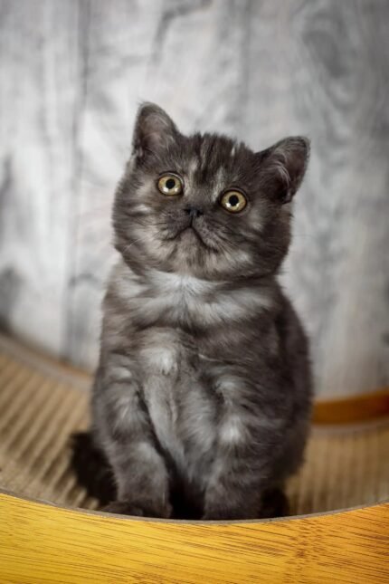 Irma | Scottish Straight Kitten