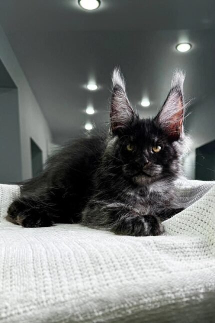 Iron | Maine Coon Kitten