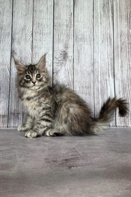 Iskra | Maine Coon Kitten