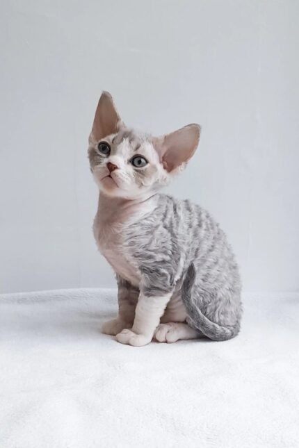 Iton | Devon Rex Kitten