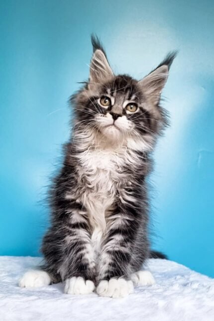 Ivasik | Maine Coon Kitten