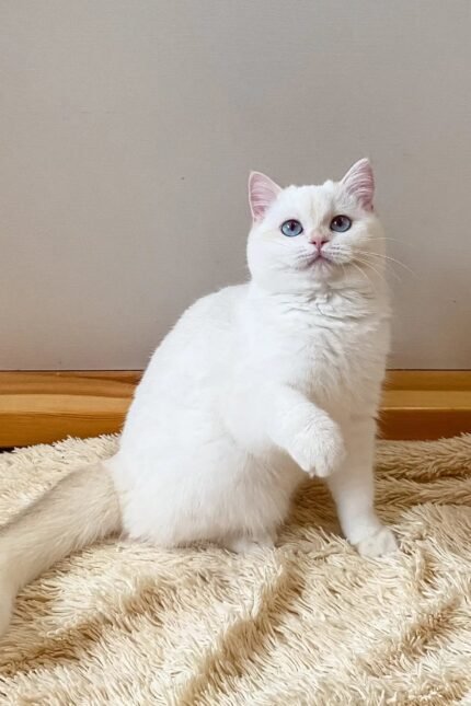Ivi | British Shorthair Kitten
