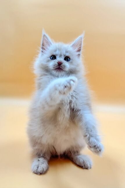 Ivon | Maine Coon Kitten