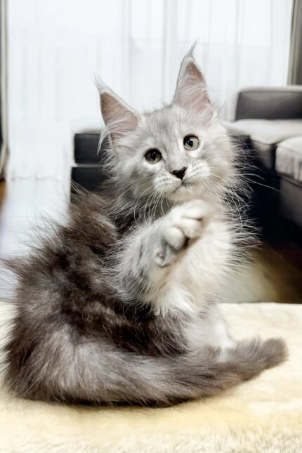 Ivory | Maine Coon Kitten