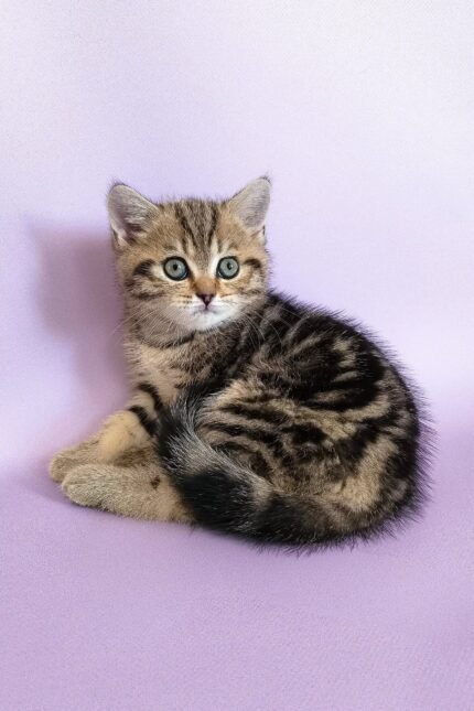 Izida | Scottish Straight Kitten
