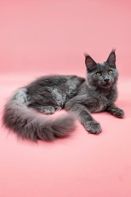 Izmir | Maine Coon Kitten