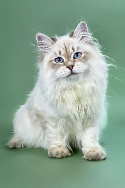 Izolda | Siberian Kitten