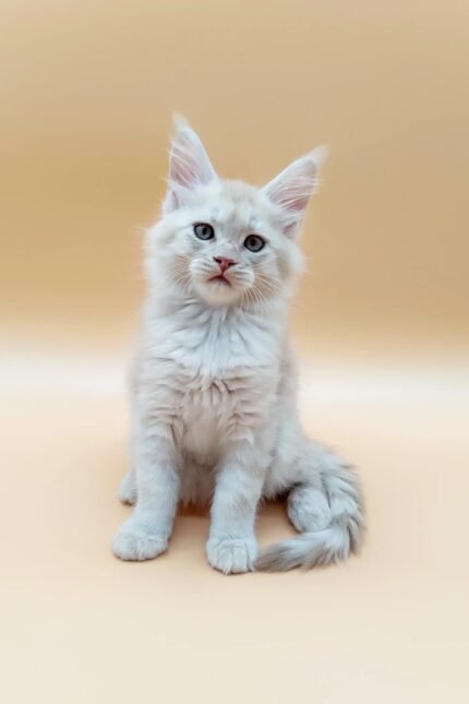 Jack | Maine Coon Kitten