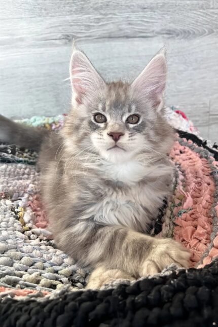 Jack | Maine Coon Kitten