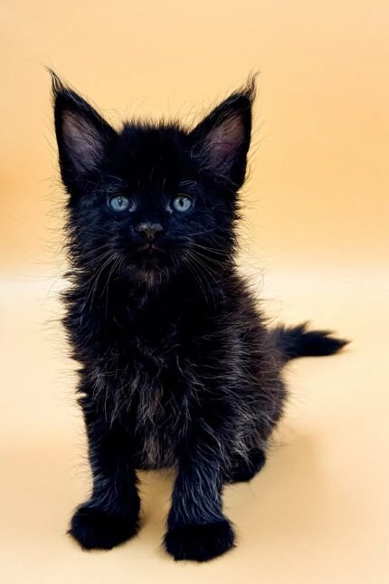 Jad | Maine Coon Kitten