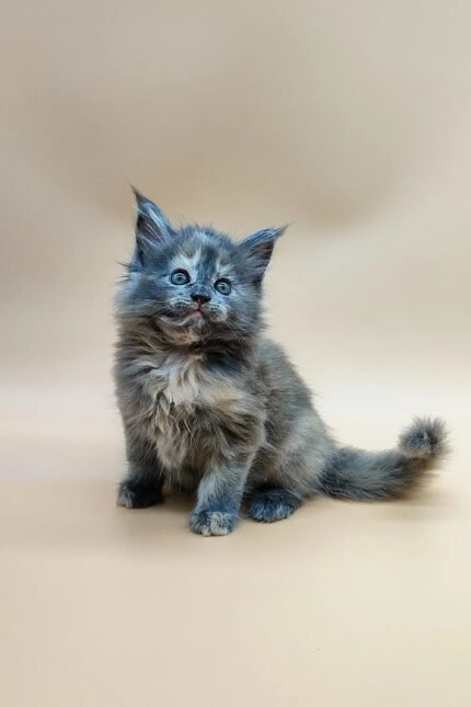 Janet | Maine Coon Kitten