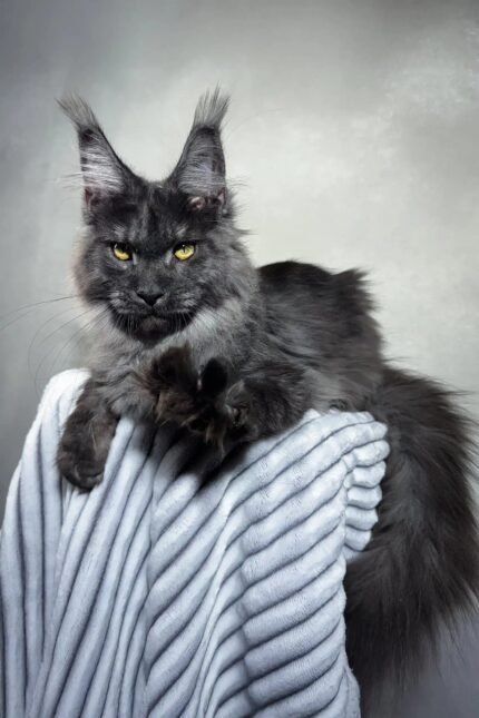 Jarvis | Maine Coon Kitten