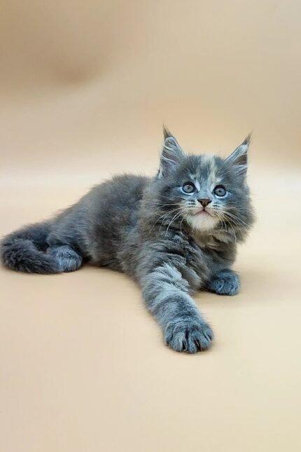 Jeany | Maine Coon Kitten