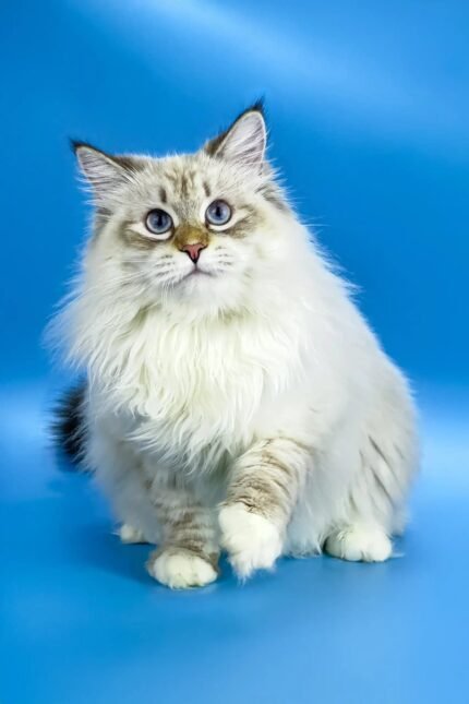 Jenis | Siberian Kitten