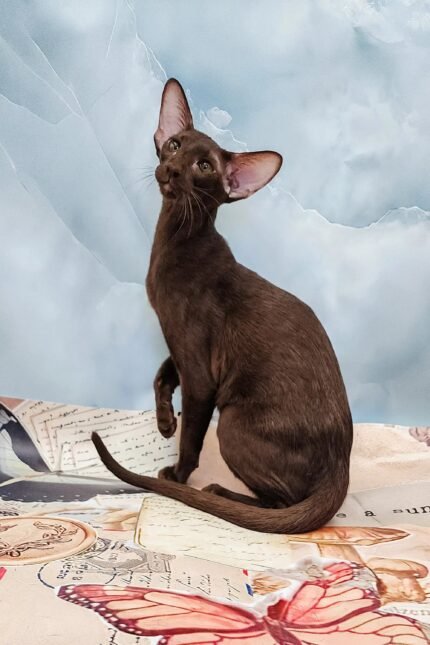 Jesse | Oriental Kitten