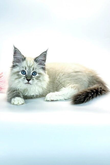 Jessica | Siberian Kitten