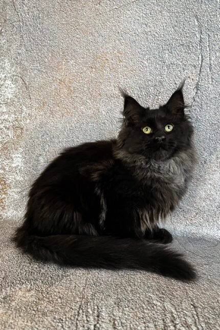 Jina | Maine Coon Kitten