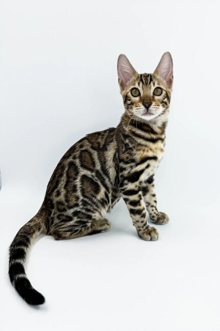 Jordan | Bengal Kitten