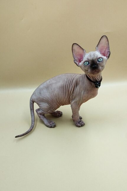 Josefina | Sphynx Kitten
