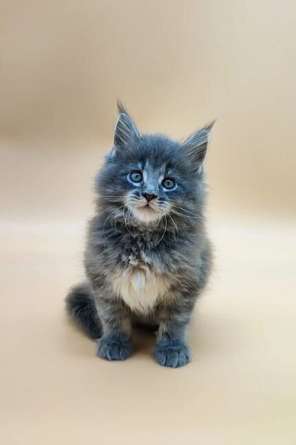 Joshua | Maine Coon Kitten