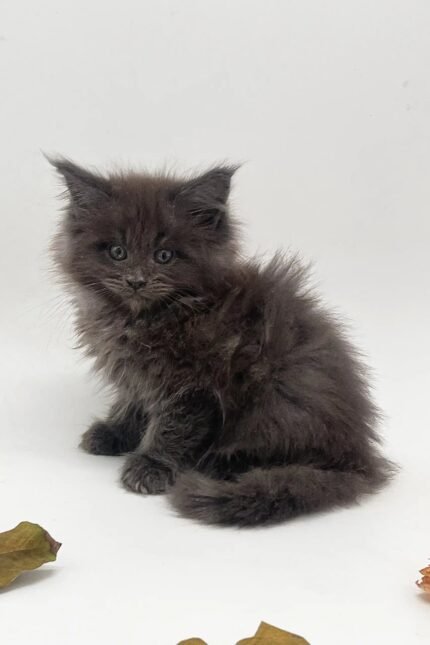 Julia | Maine Coon Kitten