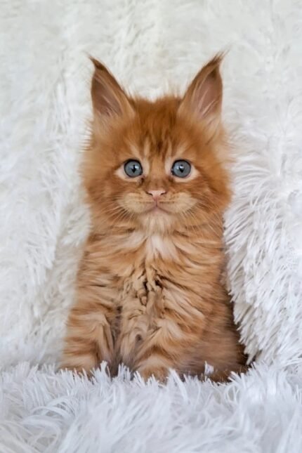 Julius | Maine Coon Kitten