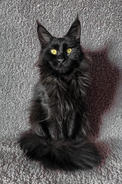 July | Maine Coon Kitten