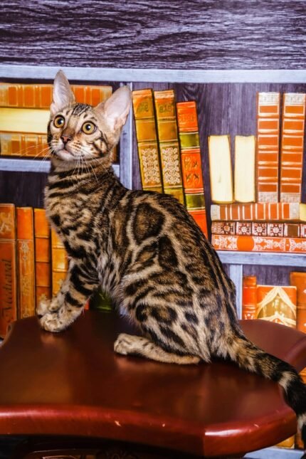 Jun | Bengal Kitten