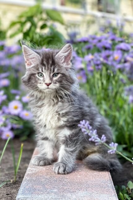 Junior | Maine Coon Kitten