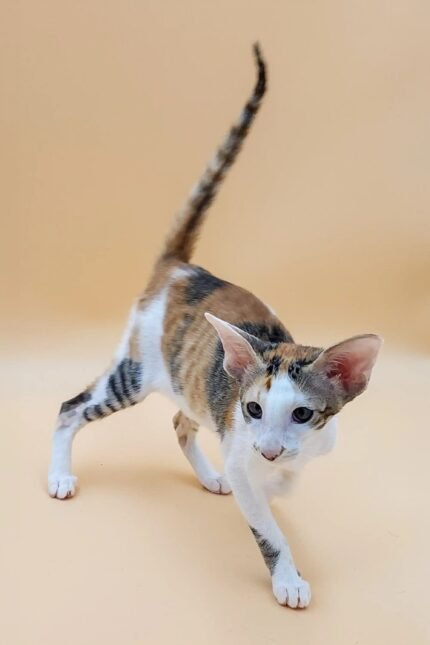 Kayla | Oriental Kitten