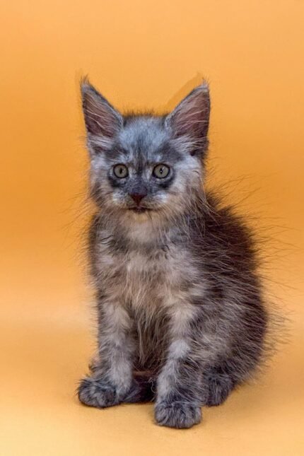 Kenzo | Maine Coon Kitten