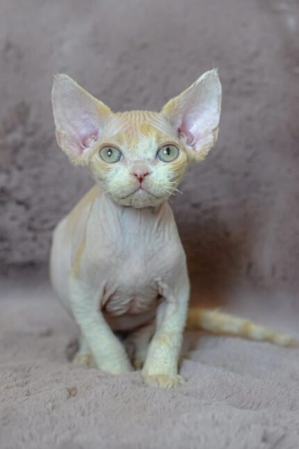 Kerry | Devon Rex Kitten
