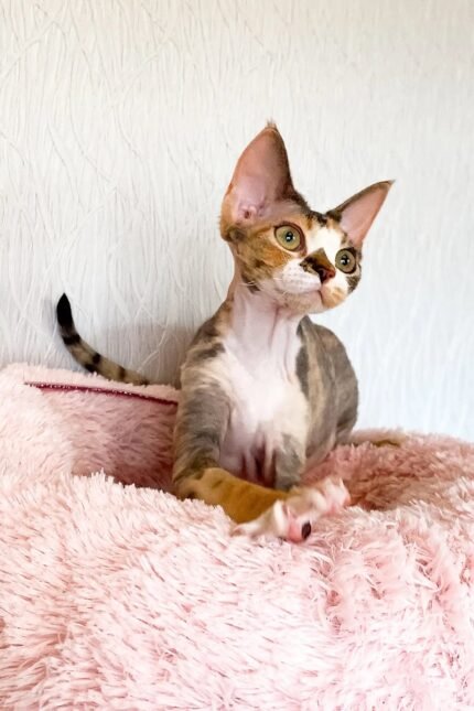 Kiana | Devon Rex Kitten