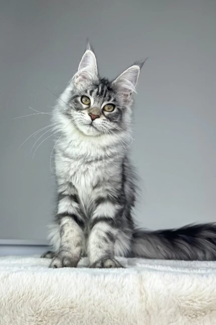 Kim | Maine Coon Kitten