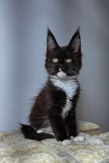 Kimberly | Maine Coon Kitten