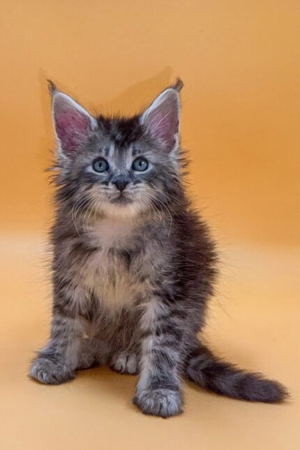 King | Maine Coon Kitten