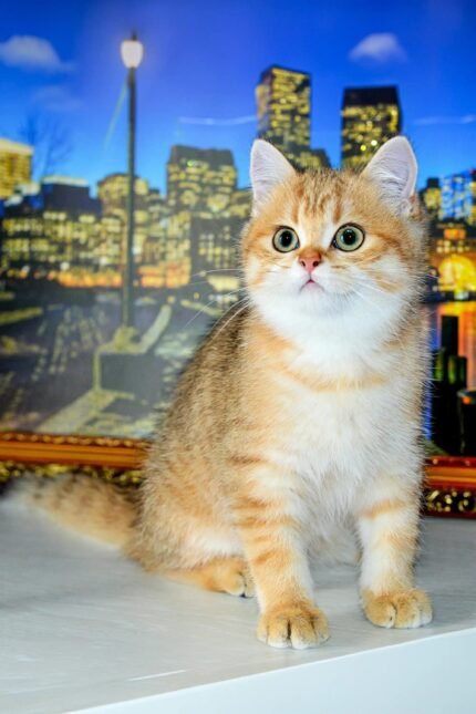 Kuzma | Scottish Straight Kitten