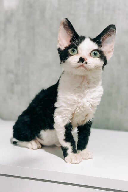 Kylie | Devon Rex Kitten