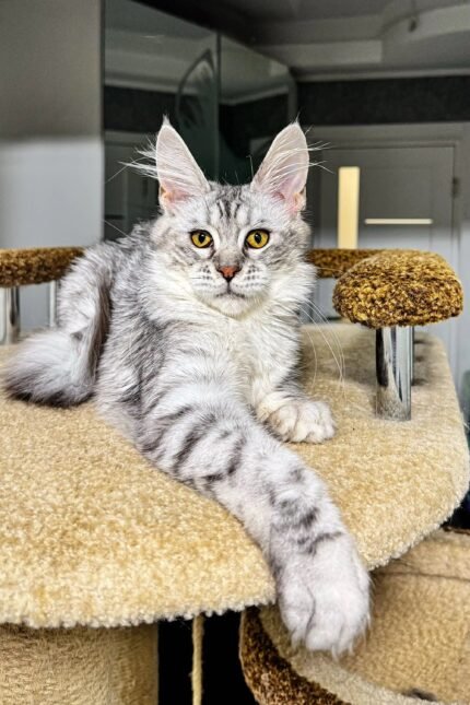 Lala | Maine Coon Kitten