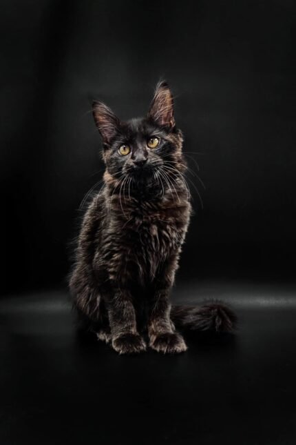 Larissa | Maine Coon Kitten