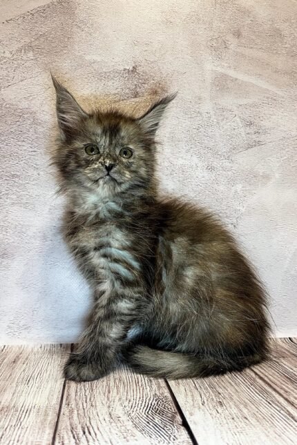Larnaka | Maine Coon Kitten