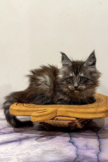 Lavr | Maine Coon Kitten