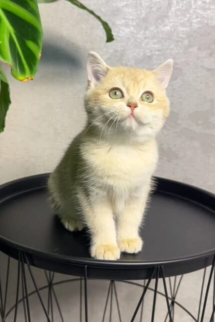 Layla | British Shorthair Kitten