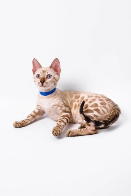 Leo | Bengal Kitten