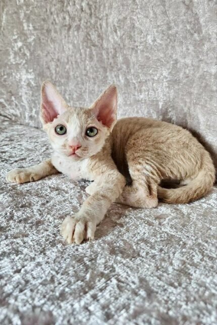 Leo | Devon Rex Kitten
