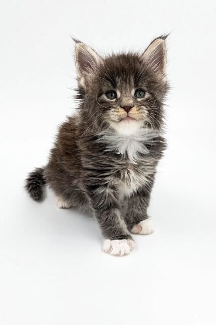 Leo | Maine Coon Kitten